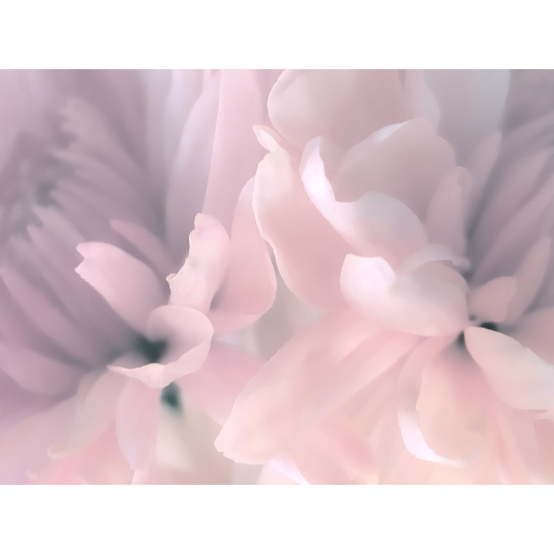 «Chrysanthemum Pink Blush III» par David Pollard, H 12 po x l 16 po