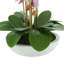 Orchids Arranged in Fiberstone Planter-272626195