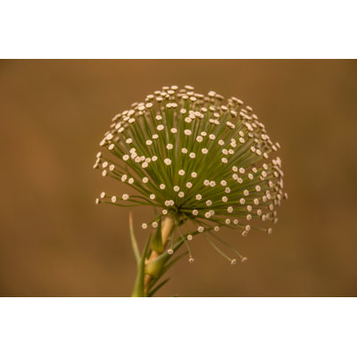 Closeup Of Flower by Jeilson - Wrapped Canvas Print