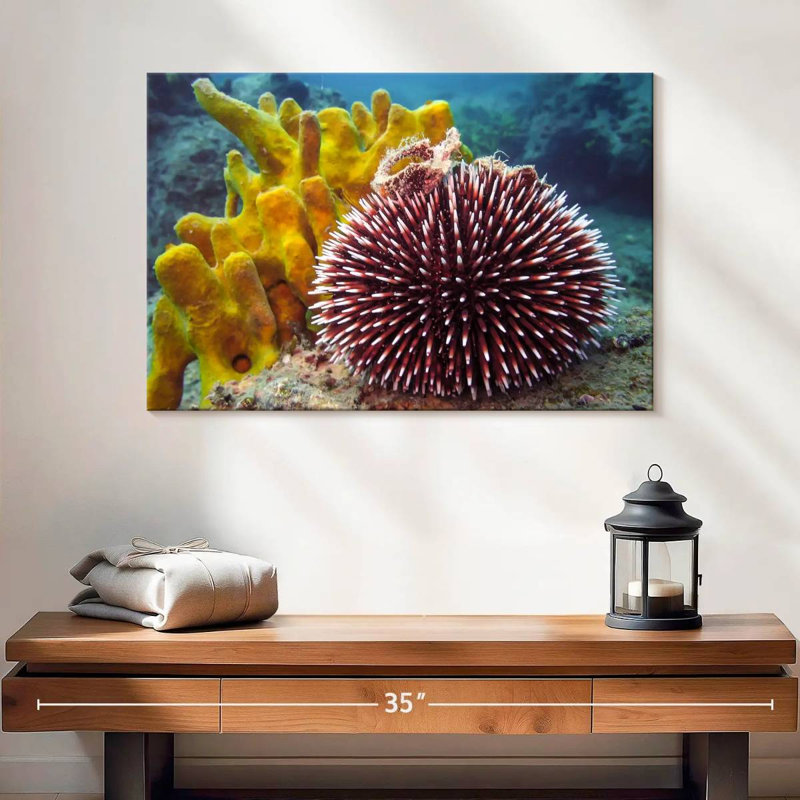 Sea Urchin, H 16 po x l 24 po