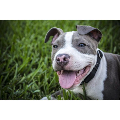 " Pit Bull Puppy " by Aletakae