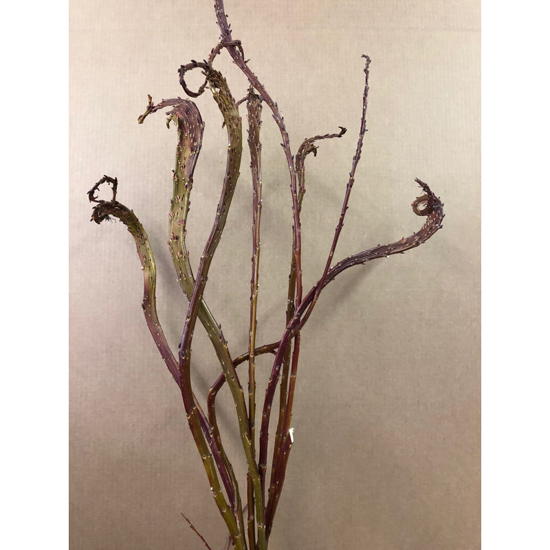 Tiges de fleurs fantail willow