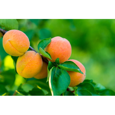 Fresh Abricots par Adyna