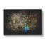 Peacock With Outstretched Feathers - Wrapped Canvas-56645688