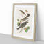 Selection of Birds by John Audubon - Picture Frame Painting Print-55613908-55613905