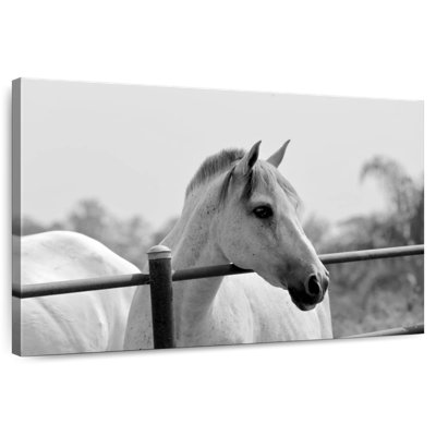 Cheval au-dessus d'une clôture en noir et blanc