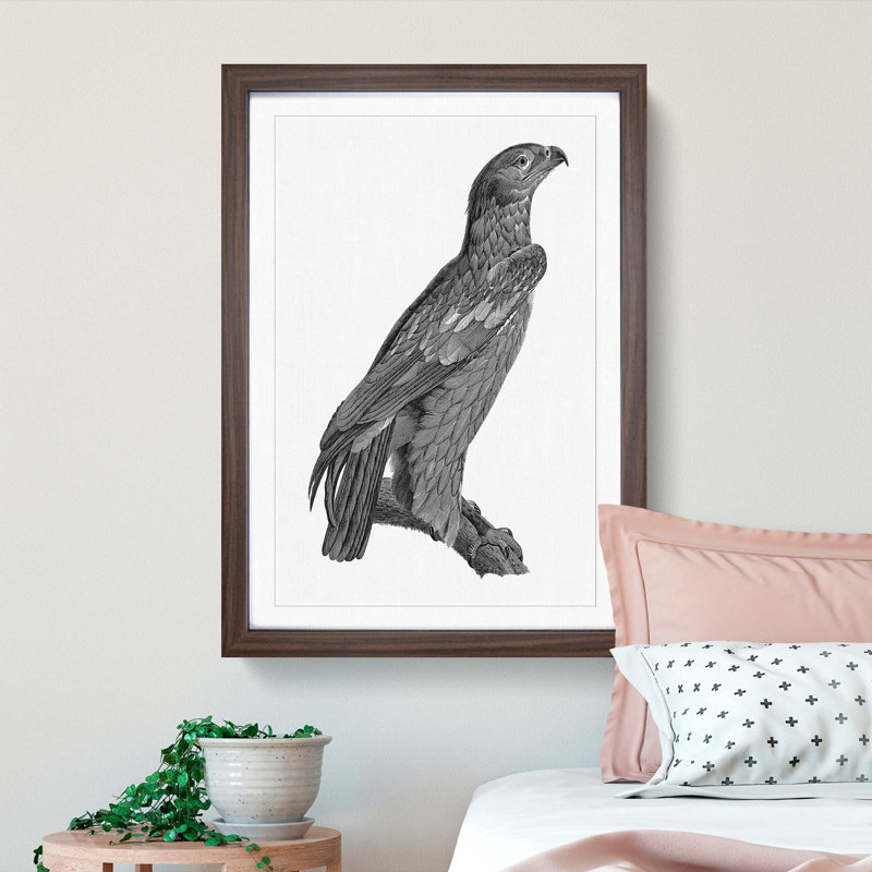 Spotted Eagle Illustration - Framed Print, 36cm H x 27cm W x 2cm D, Walnut Framed