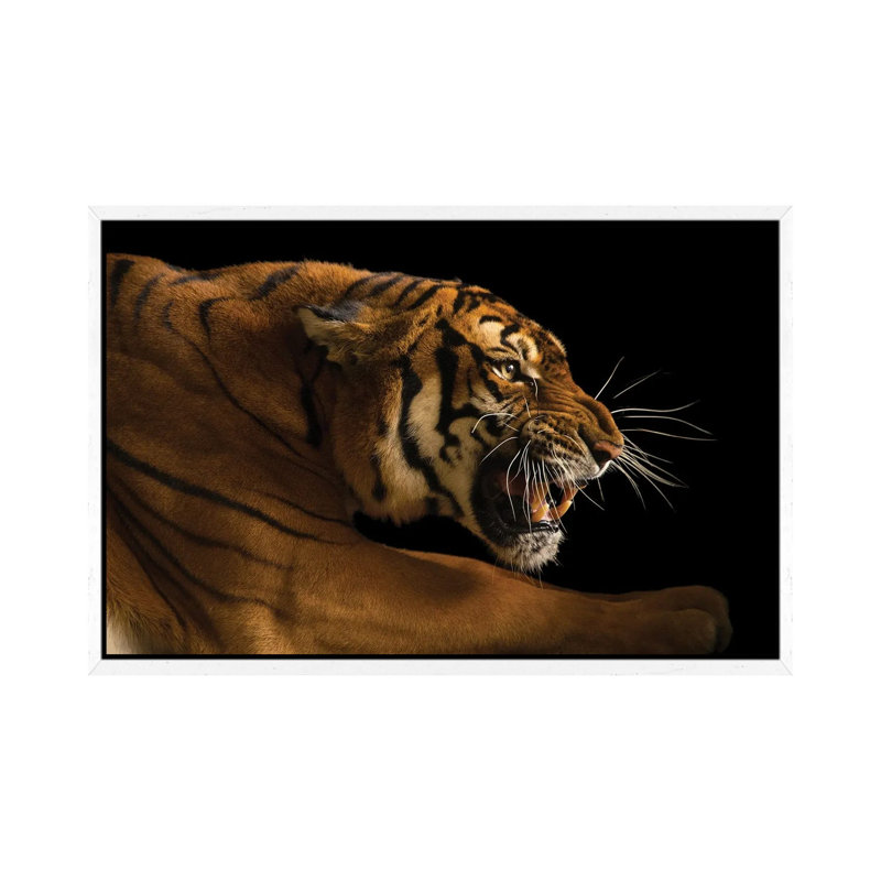 A Critically Endangered Female South China Tiger Panthera Tigris Amoyensis At The Suzhou Zoo In CN by Joel Sartore - Gallery-Wrapped Canvas Giclée on Canvas
