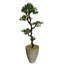 Yacca de Panama en pot