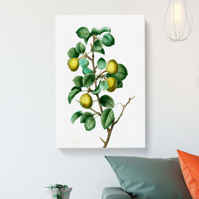 Pear Tree by Pierre-Joseph Redoute - Wrapped Canvas