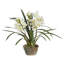Cymbidium Floral Arrangement in Pot-2009286511
