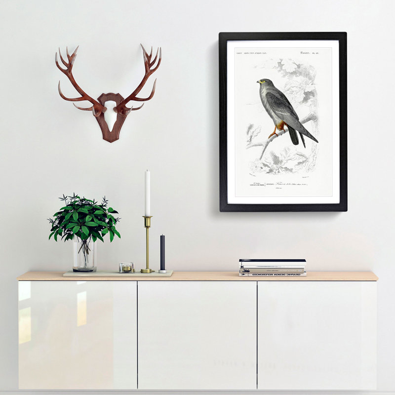 Bird Illustration PL. 25 by Charles d Orbigny - Framed Print, Black Framed, 45cm H x 33cm W x 2cm D