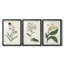 Antique Botanical Collection VII - reproduction sur mesure encadrée de qualité supérieure - 3 pièces-1991691633-1991691632