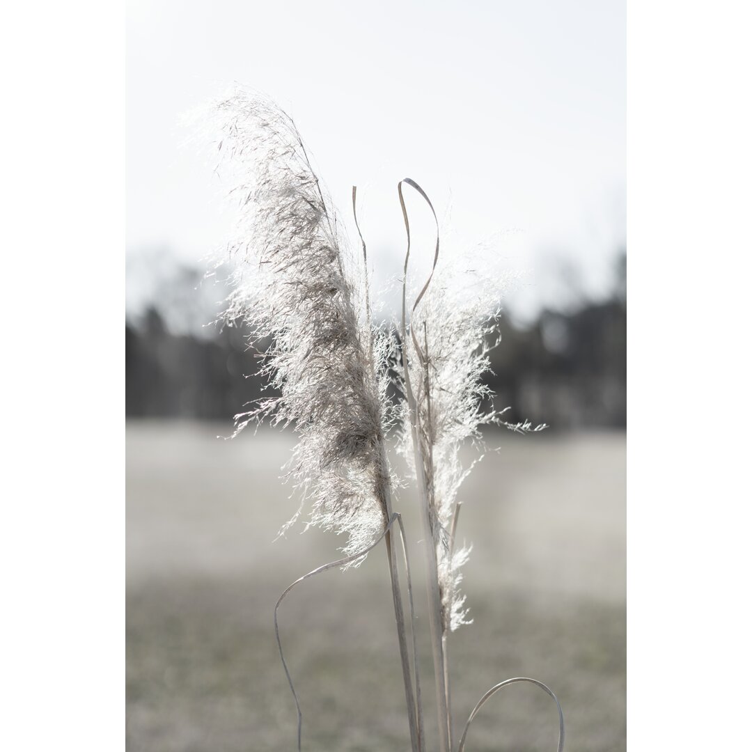 Leinwandbild Ethereal Pampas I von Jason Johnson