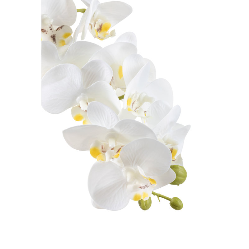 Rowan Orchid Arrangement in Gold Planter, Snow