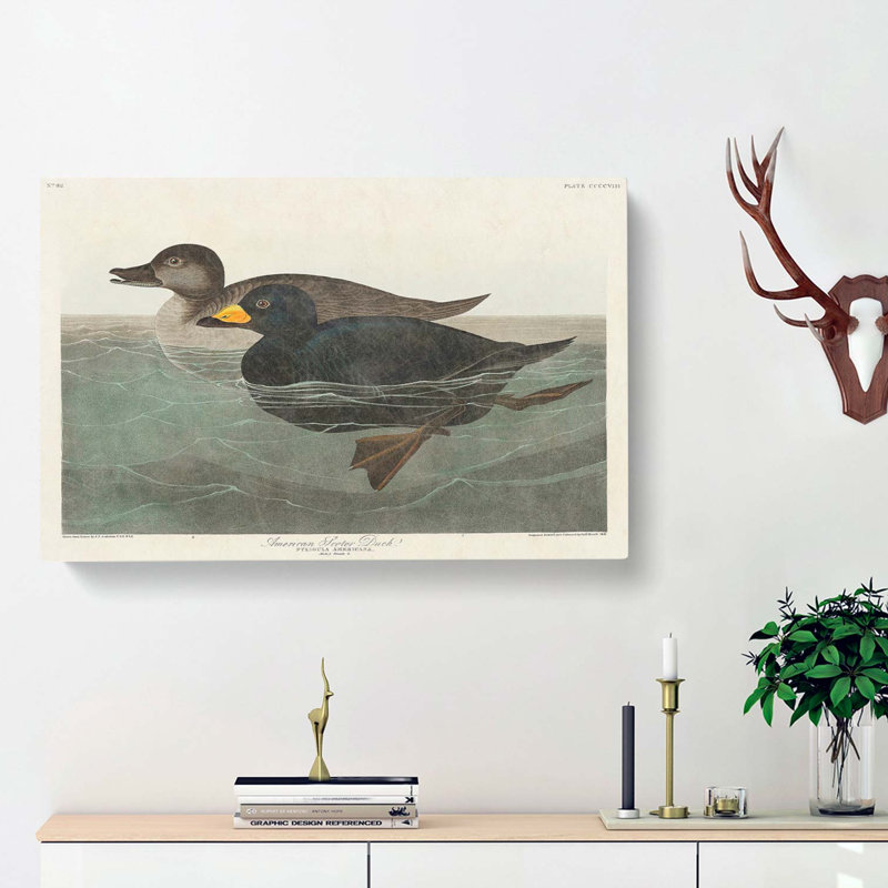 American Scooter Duck by John Audubon - Wrapped Canvas, 40cm H x 60cm W x 3cm D