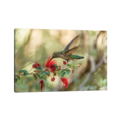 USA, Arizona, Desert Botanic Garden. Hummingbird feeding on bottlebrush flower. 1 Piece Wrapped Canvas Wall Art