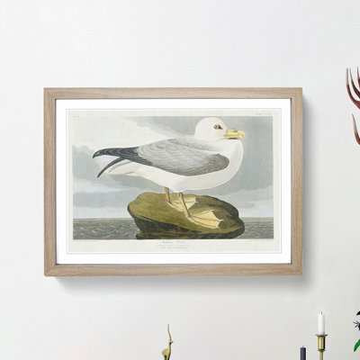 Fulmar Bird by John Audubon - Framed Print