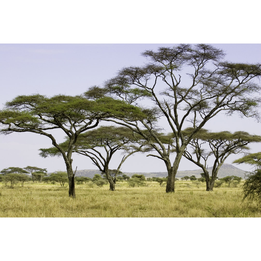 Akazienbäume auf den Serengeti-Ebenen von ChrisCrafter - Leinwandbild