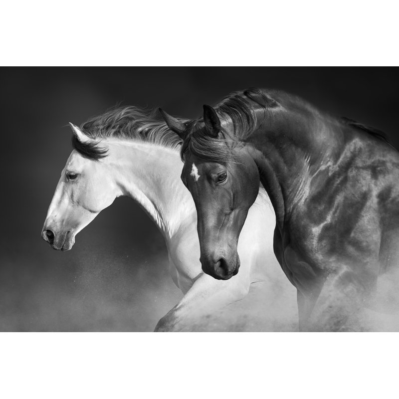 Portrait d'un troupeau de chevaux Cianca, H 8 po x l 12 po