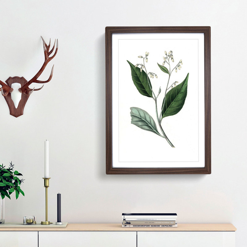 Gum Benjamin Tree Illustration - Picture Frame Painting Print, Walnut Framed, 65cm H x 48cm W x 2cm D