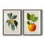Feuillage antique et fruit VI - ensemble de 2 reproductions d'art sur papier encadré-1457858240-1457858247