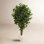 72'' Faux Ficus Tree in Ceramic Planter