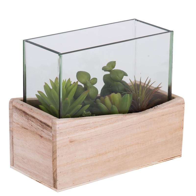 Succulent assortis en pot