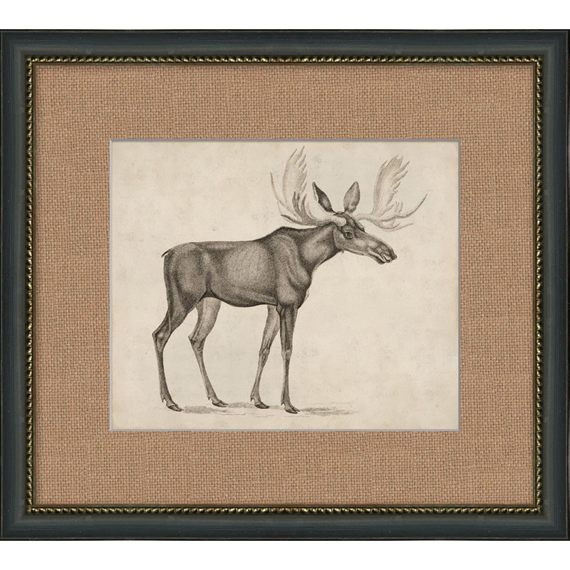 Antique Moose Drawing in Distressed Black and Gold Frame