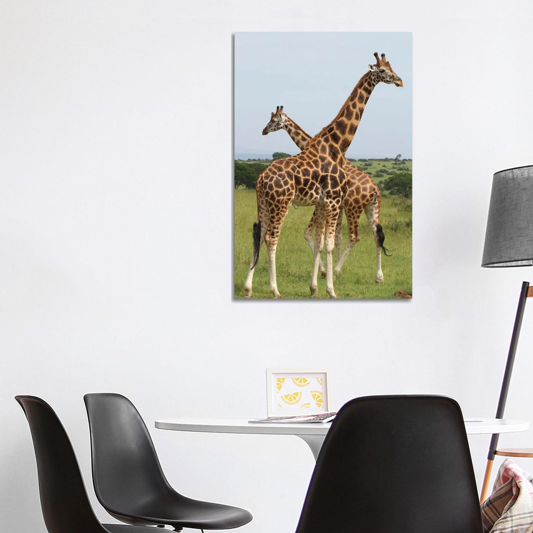 Rothschild's Giraffe - Murchison Falls National Park, Uganda, Afrika von Ramona Heiner - Galerie-verpackte Leinwand Gicl...