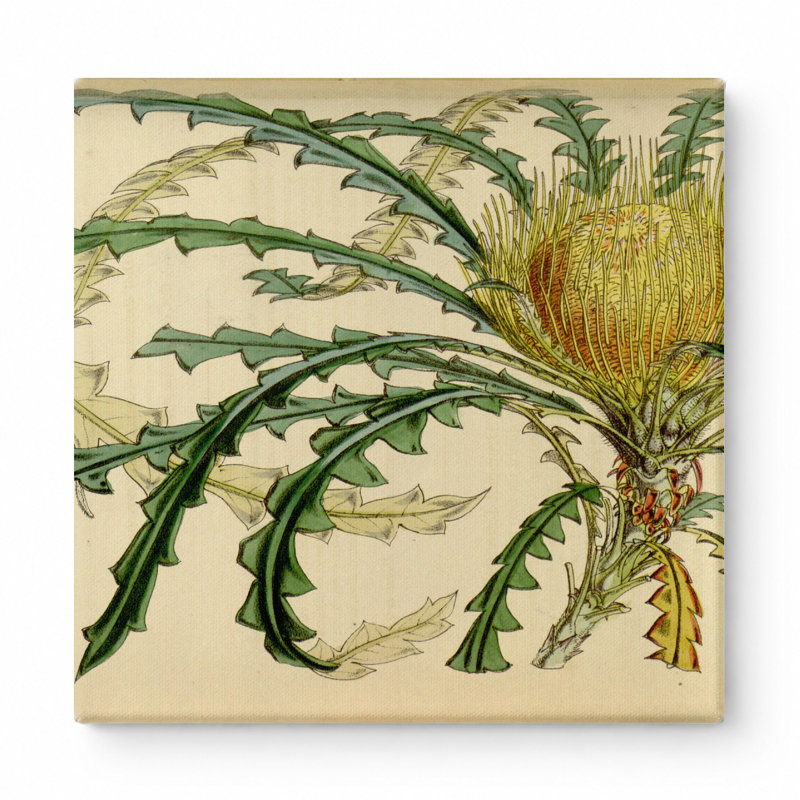 Art mural Dryandra nilis - Plate 4633