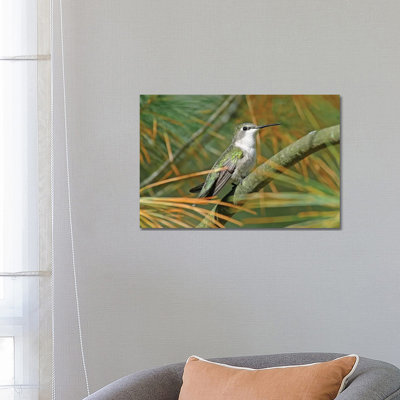 Female Ruby Throated Hummingbird 1 Piece Wrapped Canvas Wall Art