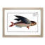 A Flying-Fish by M.E. Bloch - Framed Print-55457324-55457326