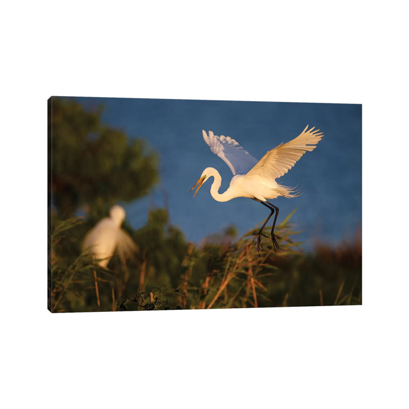 Great Egret (Ardea Alba) - Wrapped Canvas Print, 20.32 cm H x 30.48 cm W