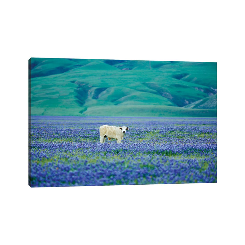 Cows In Lupine III by Dennis Frates - Print on Canvas, 45.72cm H x 66.04cm W x 1.91cm D, Wrapped Canvas