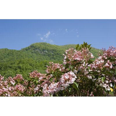 " Mountain Laurel " by Jilllang