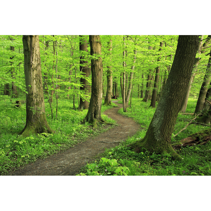 Mixed Forest In Spring - Wrapped Canvas Print, 30cm H x 46cm W x 3.8cm D