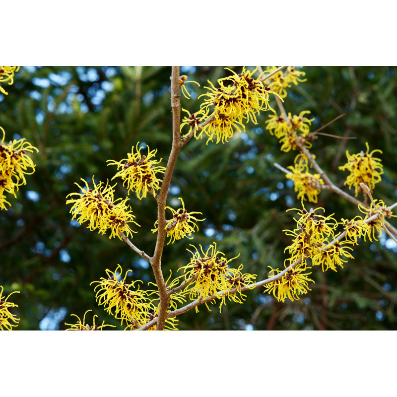 Lashonta Witch-Hazel - Wrapped Canvas Print, 30cm H x 46cm W 3.8cm D