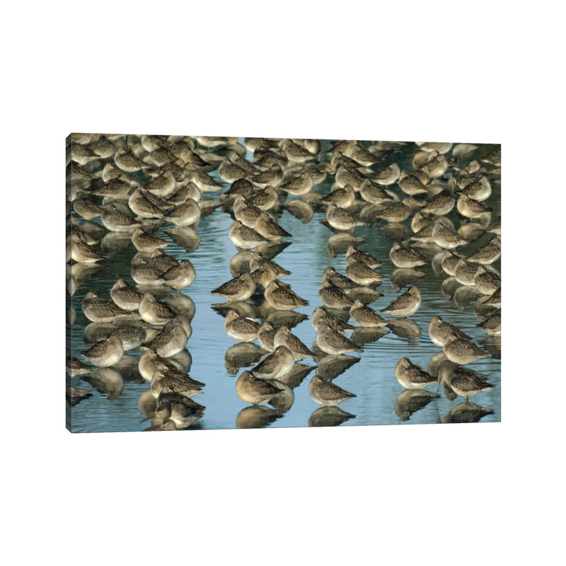 Long-Billed Dowitcher Flock Sleeping In Shallow Water by Tim Fitzharris - Wrapped Canvas Print, 20.32 cm H x 30.48 cm W