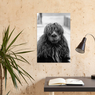 1960, gros plan, alpaga, Vicugna, pacos, regarder appareil photo, rétro, rétro, animal, portrait, art