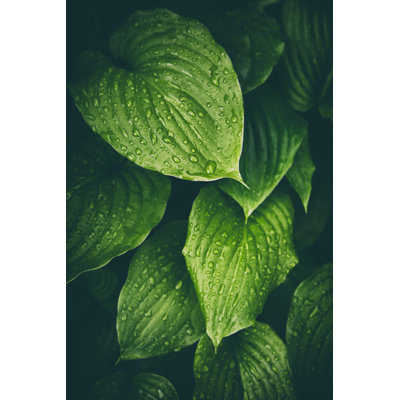 Green Leaves Background by Draganab - No Frame Art Prints on Canvas