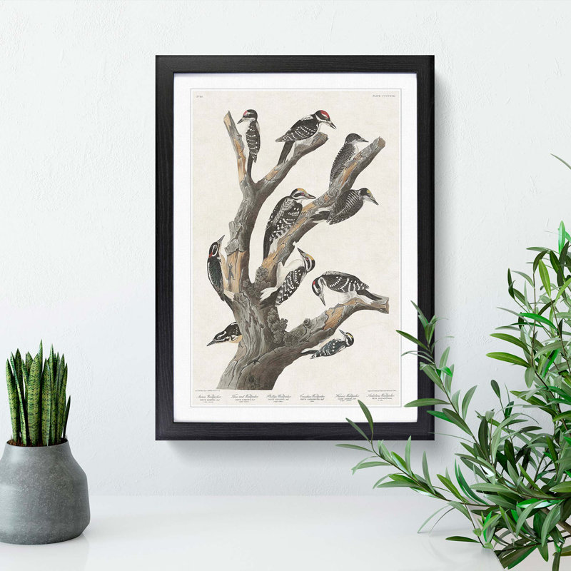 Woodpeckers by John James Audubon - Picture Frame Painting Print, Black Framed, 65cm H x 48cm W x 2cm D