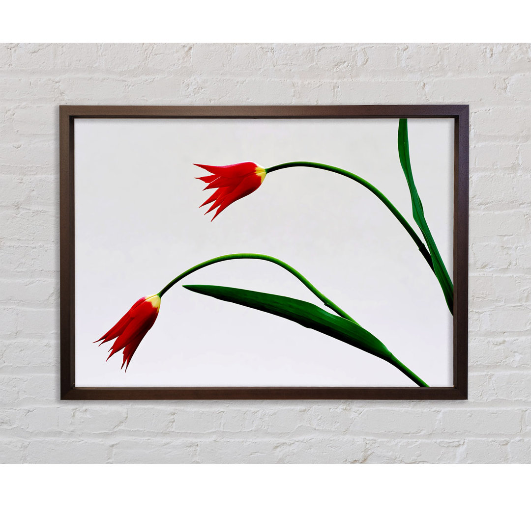 Twin Fire Tulpen - Einzelner Bilderrahmen Kunstdrucke auf Leinwand