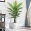 Plant-1581195633