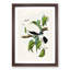 Torres Strait Fruit Pigeon by Elizabeth Gould - Picture Frame Painting Print-55610924-55610920