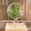 Terrarium en verre Jussuf-1344983823
