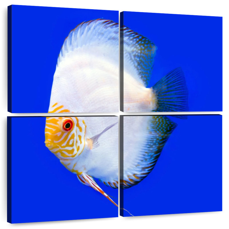 Brampt Pompadour Discus Fish, 74" H x 74" W