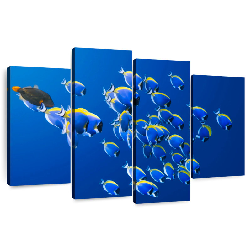 Brampt Underwater Blue Tangs