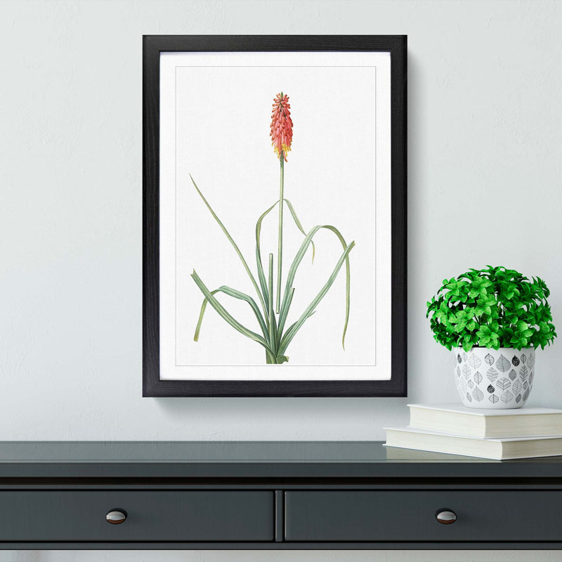 A Red Hot Poker Flower by Pierre-Joseph Redoute - Framed Print, 33cm H x 24cm W x 2cm D, Black Framed