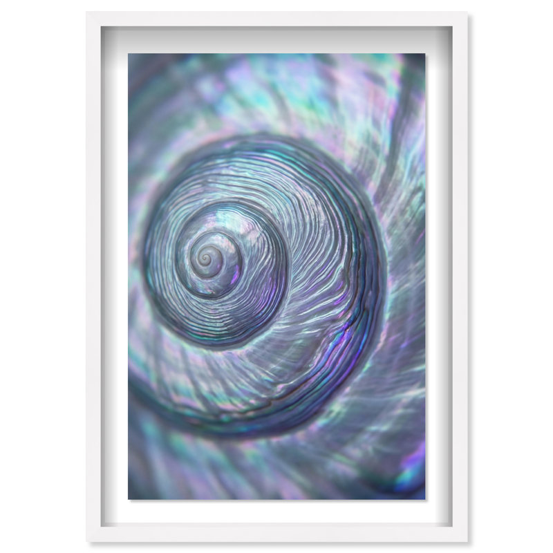 Sea Spiral Print by Oliver Gal, 25.5"H x 17.5"W, White Shadowbox